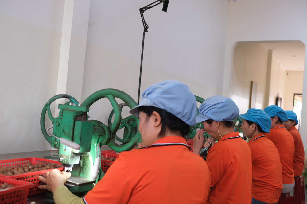 Nhà máy sản xuất hạt macca tại việt nam